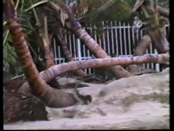 Seaside palms twisted by  120mph gusts
