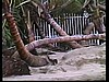 Seaside palms twisted by  120mph gusts